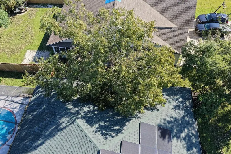 Large oak lying across two roofs, from overhead